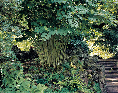 ©Watanabe Koichi “Moving Plants#406” Leiden University botanical garden, Netherlands