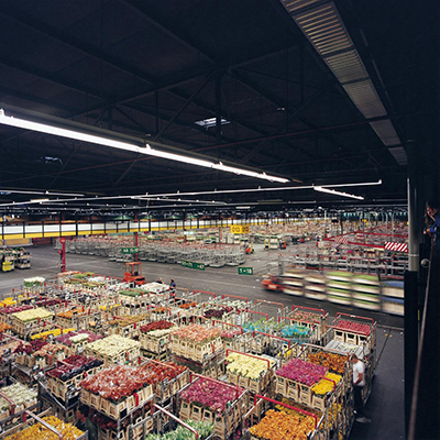 ©Watanabe Koichi “Moving Plants#811” Aalsmeer Flower Auction, Netherlands