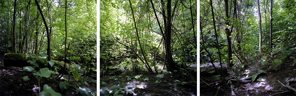 ©Watanabe Koichi “Moving Plants#503” Seattle, U.S.A.