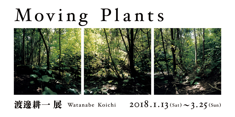 Moving Plants　渡邊 耕一展