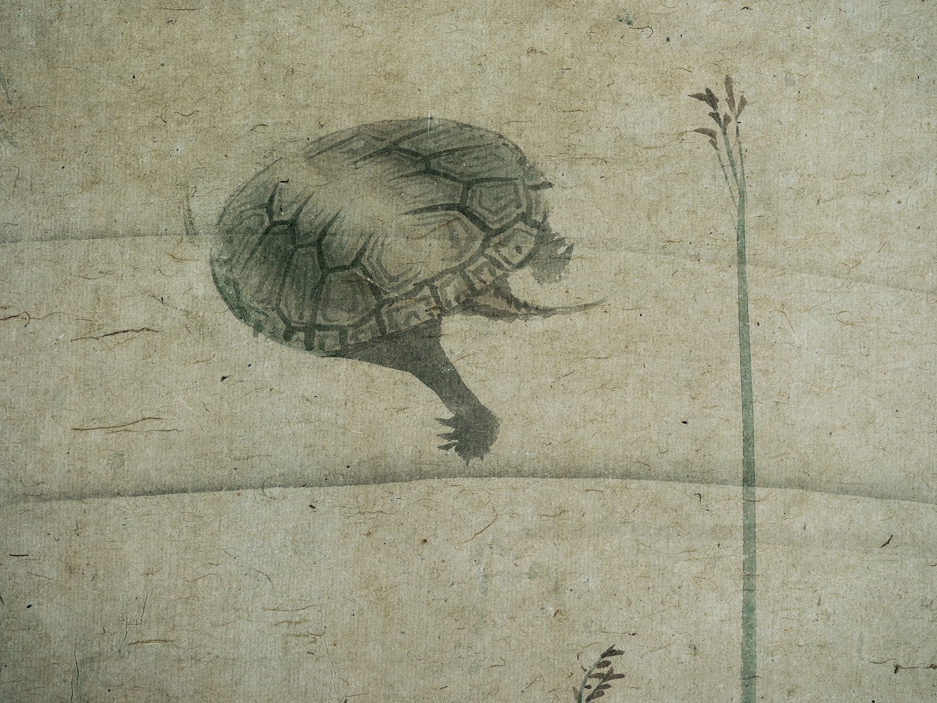 Turtle, Carp Room – Ōzui Maruyama　　