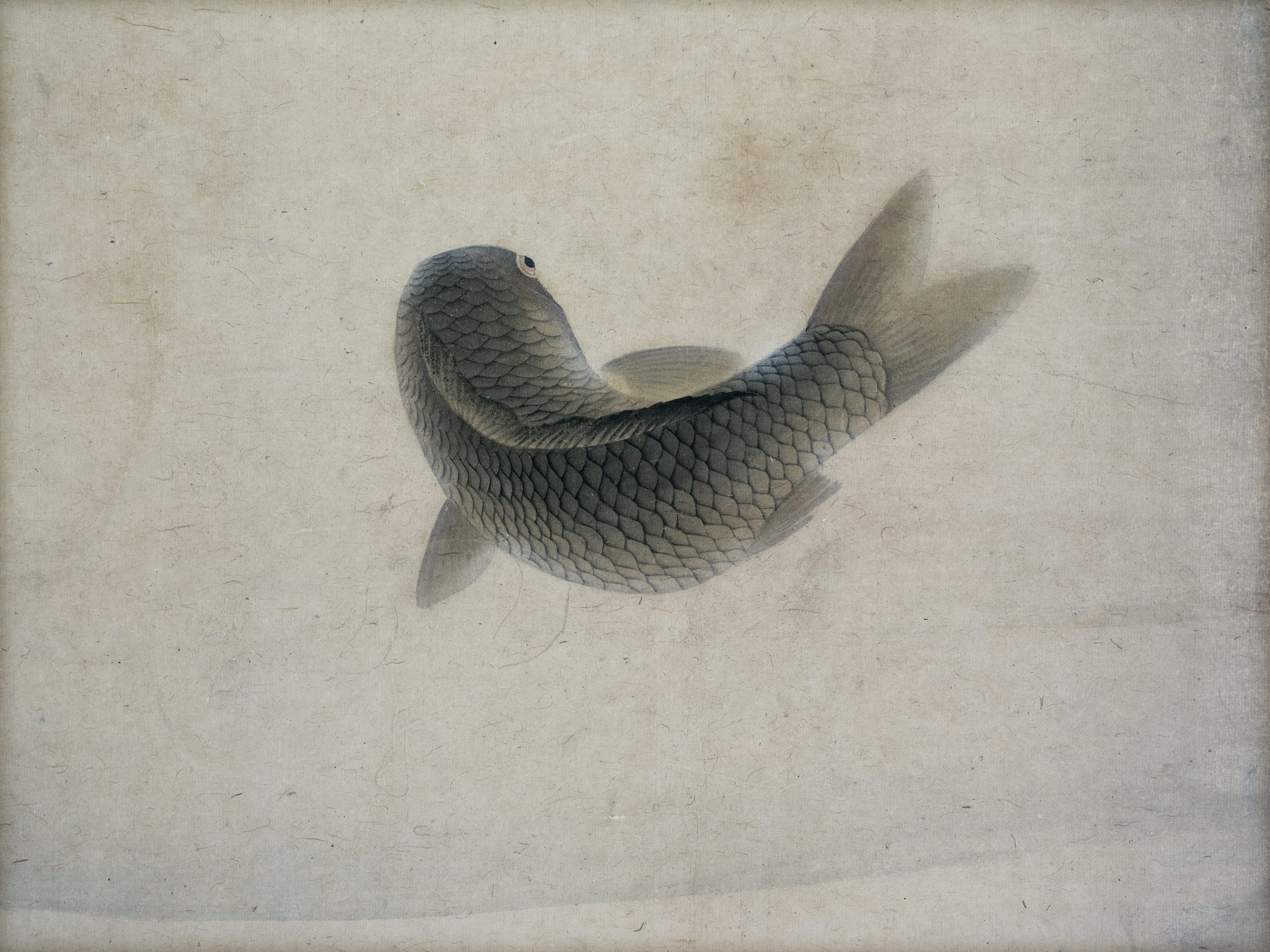 Carp, Carp Room - Ōzui Maruyama